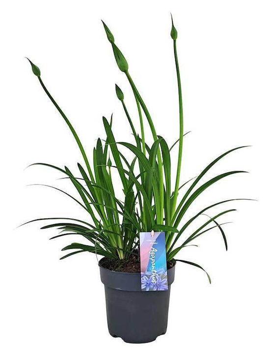 Agapanthus 'su Casa ' 17cm Agapanthus 'su Casa ' 17cm