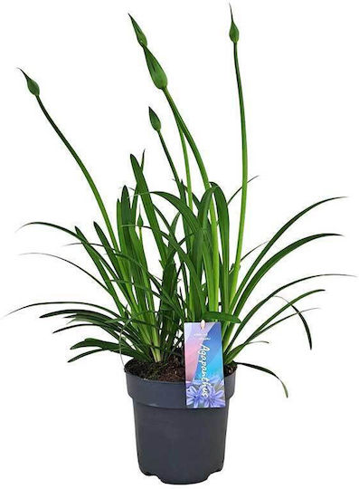 Agapanthus 'su Casa' 17cm Agapanthus 'su Casa' 17cm