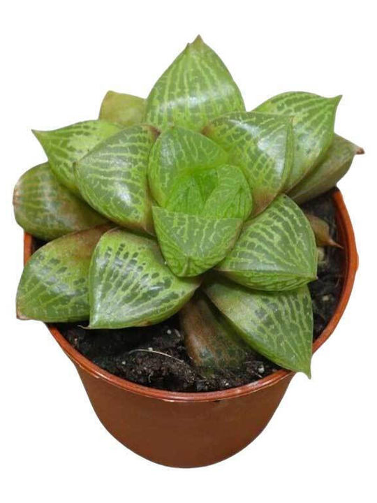 Haworthia Comptoniana 5.5cm Haworthia Comptoniana 5.5cm