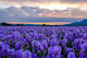 Duft Iris 1lit
