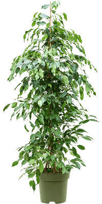 Ficus Benjamin Exotica Xxxl