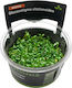 Stoffels Glossostigma Elatinoides In Vitro