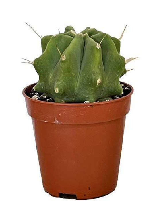 Ferocactus Glaucescens 5.5cm Ferocactus Glaucescens 5.5cm