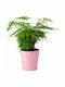 Arahnă Sparanghel Roz Ghiveci Asparagus Setaceus 12cm X 25cm Milvaflowers