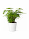 Spider Asparagus White Clay Asparagus Setaceus 12cm X 25cm Milvaflowers