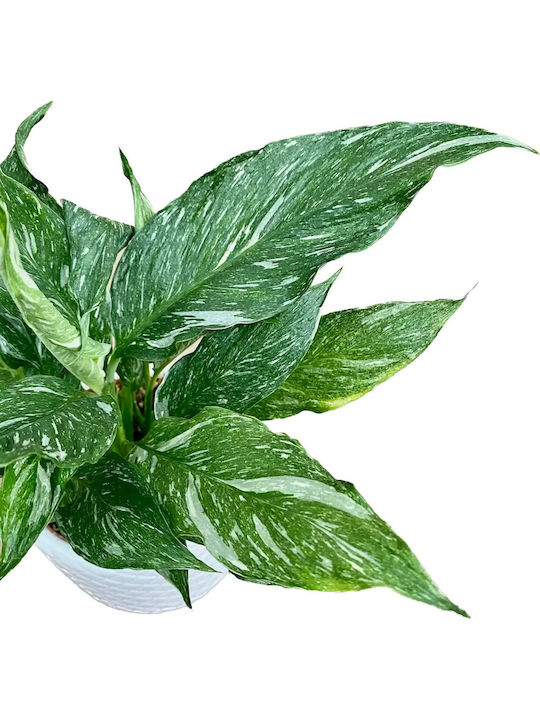 Spathiphyllum Variegata Spathiphyllum Variegata