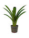 Neoregelia Ampullacea