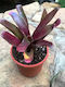 Neoregelia Var Fireball