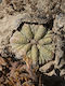 Aztekium Ritteri