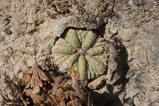 Aztekium Ritteri