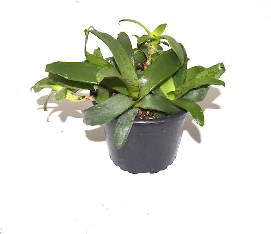 Neoregelia Liliputiana Neoregelia Liliputiana