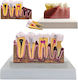 Model Anatomical De Dinți Matriță Model Oral Realist Model Dentar Cabinet Stomatologic Demonstrații Dentare Școală Dentară Bază Dimensiune 16.1 X 12.5 Cm Matriță 13.8 X 8.5 Cm Material Rășină Multicolor