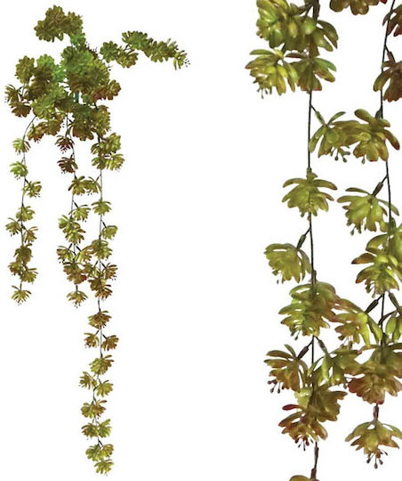 Root Hanging Succulent Plant Echeveria Green Brown 40x80/90cm 24/72pcs