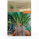 Cactus Pachypodium Lamerei