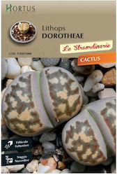 Κάκτος Lithops Dorotheae Κάκτος Lithops Dorotheae