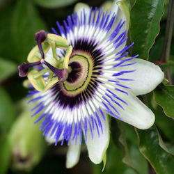 Passiflora Samen Passiflora Samen