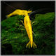 Neocaridina Gelbe Feuer Goldene Spitze Xl