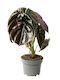 Alocasia 'Red Secret' 12cm
