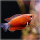 Gourami Red Honey 5-6cm