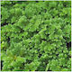 Azolla Caroliniana Floating Φπ