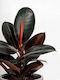 Φικος Μαυρος Ficus Elastica Abidjan