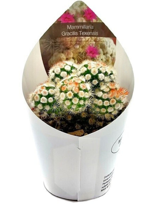 Kaktoos Mammillaria Gracilis Oruga Kaktoos Mammillaria Gracilis Oruga