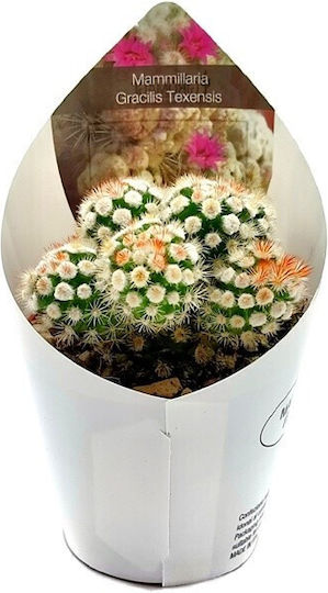 Кактус Mammillaria Gracilis Oruga Кактус Mammillaria Gracilis Oruga