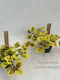 Plectranthus Golden Beauty Variegata