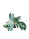 Φίκος Ficus Lyrata Variegata