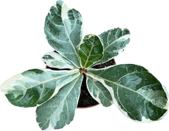 Ficus Lyrata Variegata