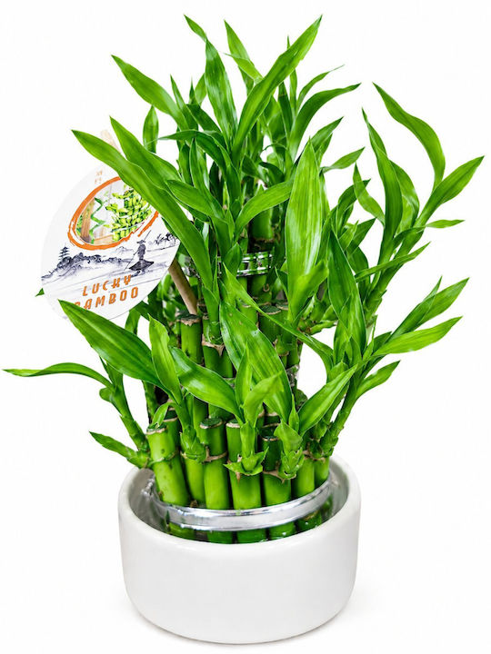 Lucky Bamboo Συνθεση Λευκο Πήλινο Κασπώ 10 X 25cm Milvaflowers Lucky Bamboo Συνθεση Λευκο Πήλινο Κασπώ 10 X 25cm Milvaflowers