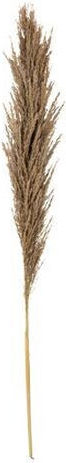Beauty Home Dried Pampas Branch Mocha 1.40 M