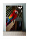Πίνακας Colorful Parrot On A Perch Πολύχρωμος Παπαγάλος Μια Πέρκα 70x100