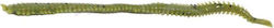 Marukyu Power Isome Large Τεχνητό Δόλωμα Green