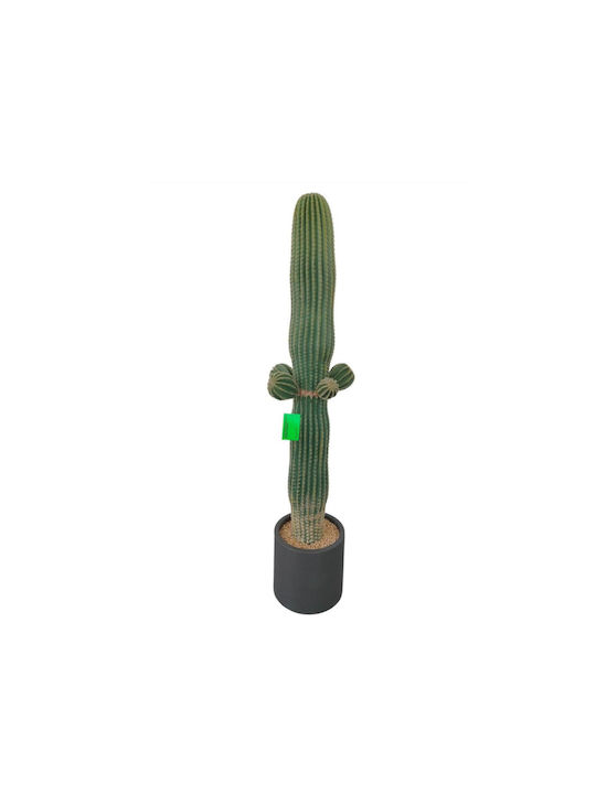 Cactus Supergreens