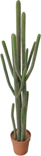 Kaktus Supergreens
