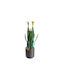 Cactus Supergreens