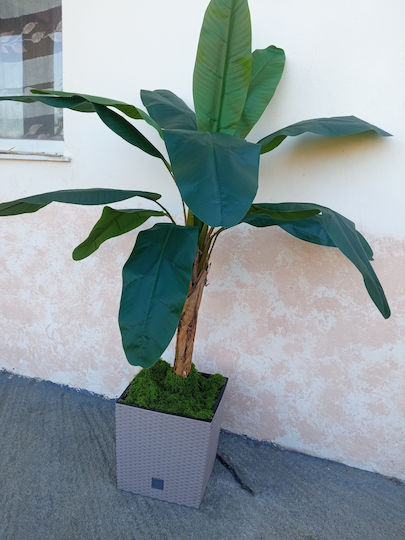 Plantă Artificială Musa Plastică În Ghiveci H 1,50m Set 2