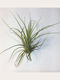 Tillandsia Balbisiana