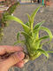 Tillandsia Subulata