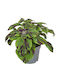 Plectranthus Coleus Grp 'tiger' 13cm