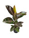 Ficus Elastica Pink Camouflage XL