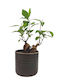 Σύνθεση Ficus Bonsai Κεραμικό Κασπώ Dark-oak