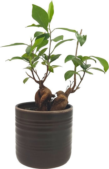 Compoziție Ficus Lyrata Bonsai Ghiveci Ceramic Stejar Închis
