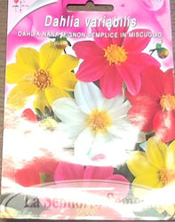 Semințe Dahlia