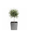 HowHomely Beton Blumentopf Grau 41cm