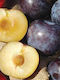 Pflaumenbaum Fräser