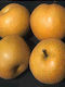 Pear-Apple Tree
