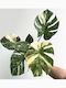 Monstera Thai Constellation Mică