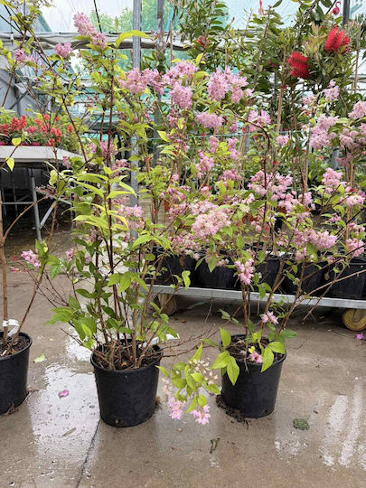 Δεύτσια Deutzia Hybrida Strawberry Fields Xl